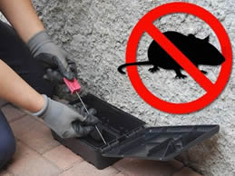 Derattizzazione